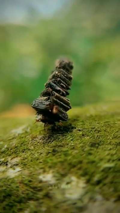? The Bugworm moth's construction process isn’t random. The design-savvy bugs use variations of short and long sticks to assemble their dwellings in a meticulous pattern.
