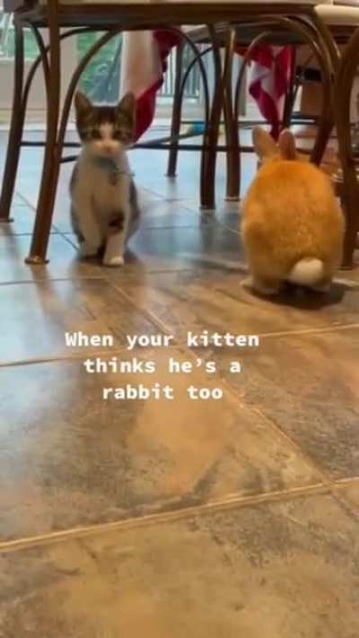 sometimes i think i am cat...