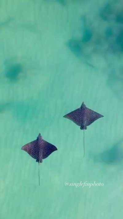 ? Beautiful Spotted Eagle Rays ?