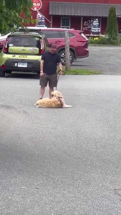 It's always a golden retriever ?