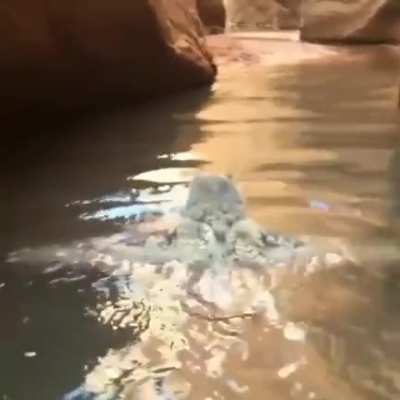 An owl swimming!