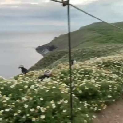 ? Puffin colony on Skomer island, Wales ?
