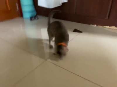 HMC while I get used to this bell on my new collar.