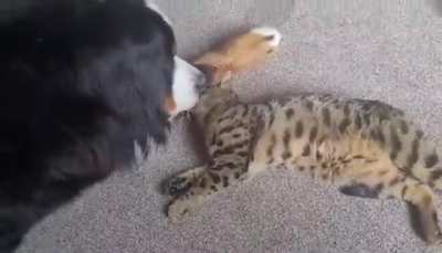 These two don’t let size get in the way of cuddles. (67kg Bernese and 4.5 kg Bengal)