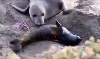 ? The result of a mother seal who gave birth when she saw that her baby, which she thought was dead, is alive