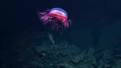 ? A Halitrephes, commonly known on the internet as the firework Jellyfish