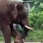 ? Elephant uses a stick to clean in-between its toes
