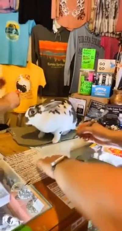 When pets became part of society