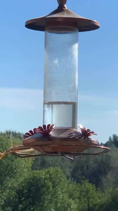 mantis attacking a hummingbird