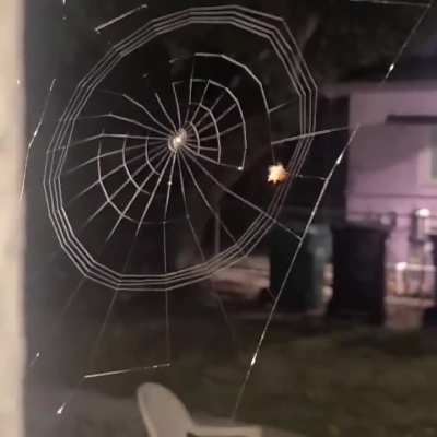 A spider showing its amazing web making skills.
