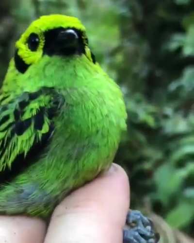 ? This Ravishing Emerald Tanager ?