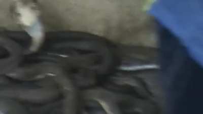 Man slaps cobra in a pit full of them.