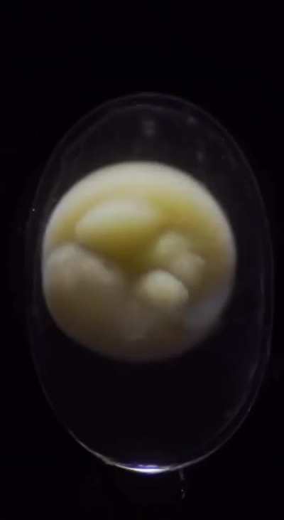 Development from a cell to a full-fledged organism