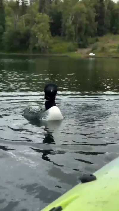 ? Kayaker's close encounter with a loon and her loonlet