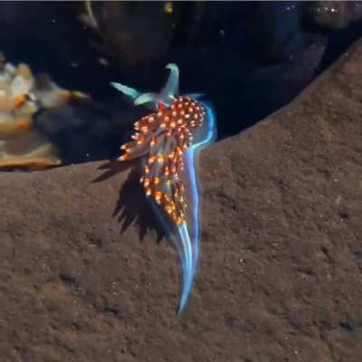 ? Opalescent sea slug ?