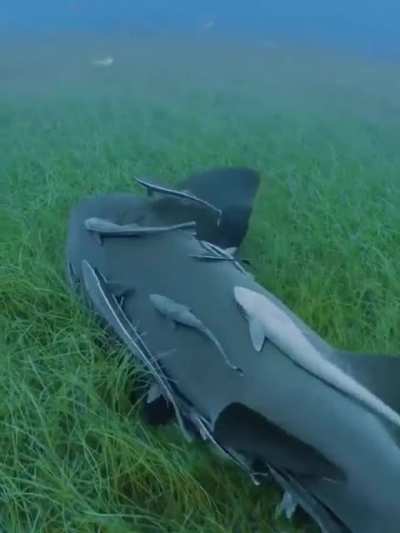? Shark enjoying some sea grass