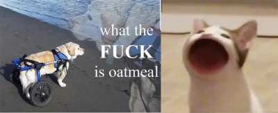 I just learned Pop Cat's name is "Oatmeal"