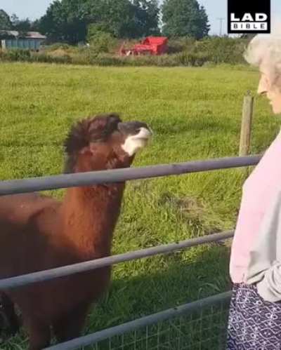 Old lady spits on a Llama and regrets it
