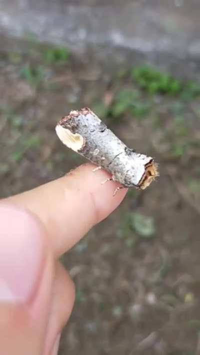? What a phalera assimilis looks like