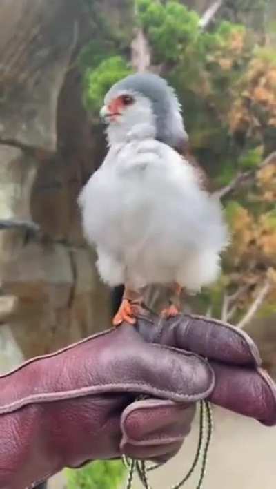 ? Fully grown Pigmy Falcon . It is Africa’s smallest raptor . It only weighs 2-3 ounces.
