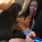 The non cat person