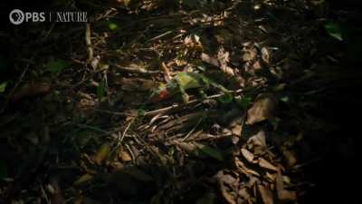 ? Female Chameleon Erupts with Color Before Death