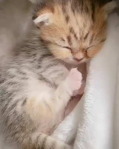 Sweet Dreams Floofy
