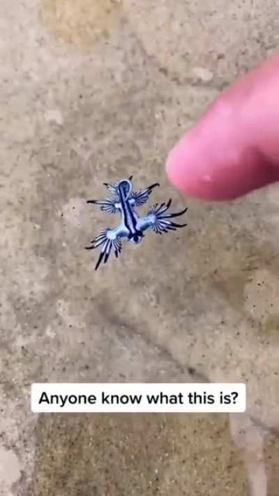 this beautiful tiny sea creature