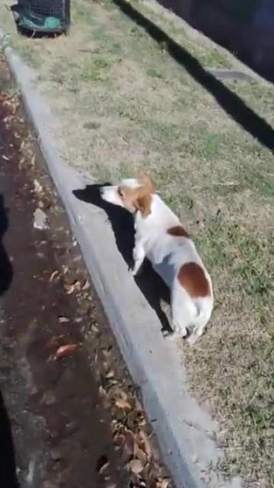 El Perrito