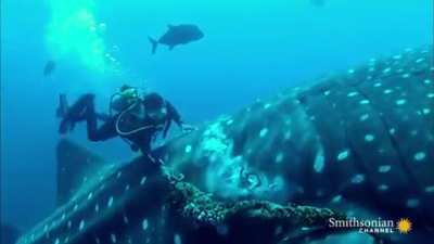 ? Diver cuts rope off of whale shark.