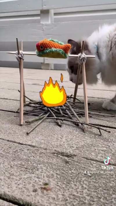 A cute kitty makes some fire-roasted fish tacos ??