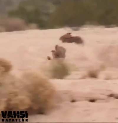 ?Wild hares use a smart move against their hunter..