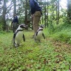 Nacho and Goat from the Oregon Zoo went hiking in the forest