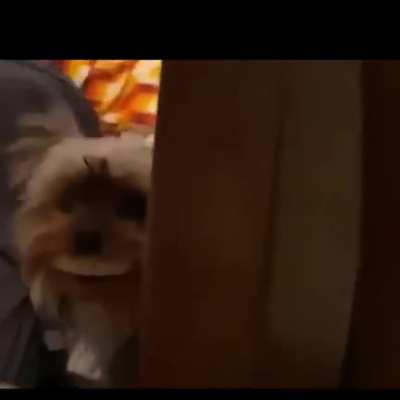 WCGW Playing the guitar with a dog around