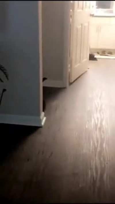Cat.