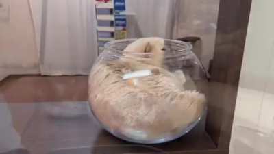 Nice container