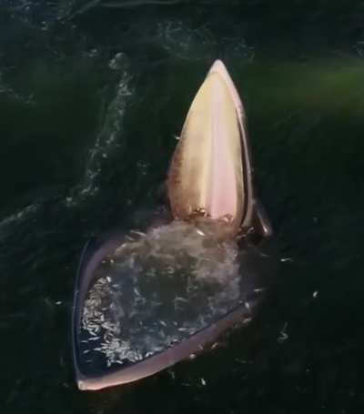 ? An Eden's Whale trap feeding in the gulf of Thailand