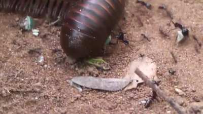 ? Millipede trying to cross ant highway