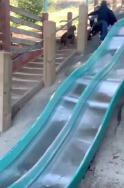 He walked himself back up the slide so he could ride down again ?