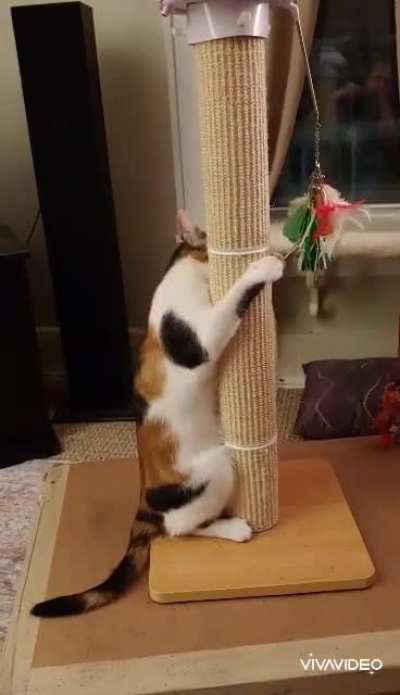 Catnip makes T. Pinknose a bit frisky. She told me she was "Just waitressing." Lies!!!