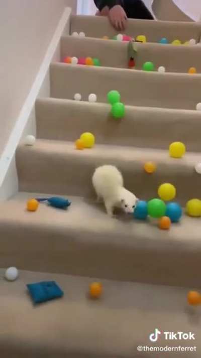 This deaf ferret has the cutest surprise face