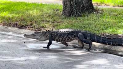 ? Absolutely awesome American alligator encounter in the neighborhood (Florida)!
