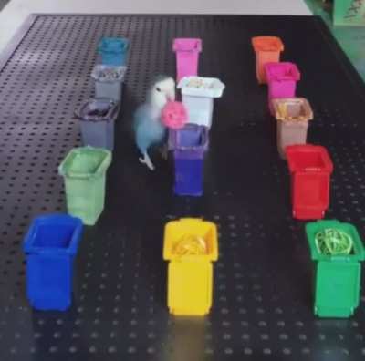 Smart little bird ?