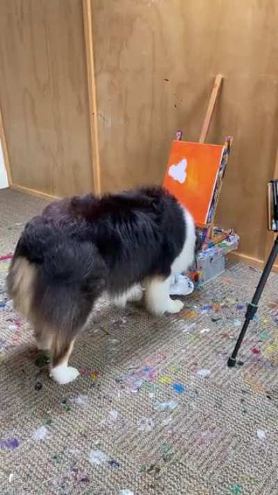 Talented Doggo