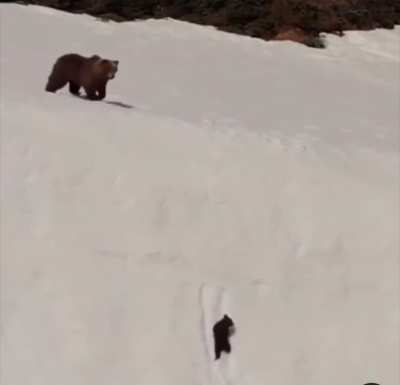 ? Today’s blockbuster: Saving the bear cub!