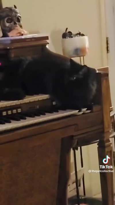 Phantom of the Opera Cat ?