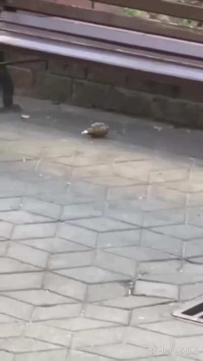 Russian Bomb Squad