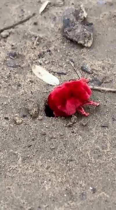 ? A giant red velvet mite in India trying to squeeze back into its hole