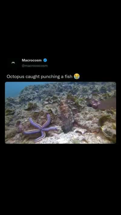 ?Octopus Punches Fish