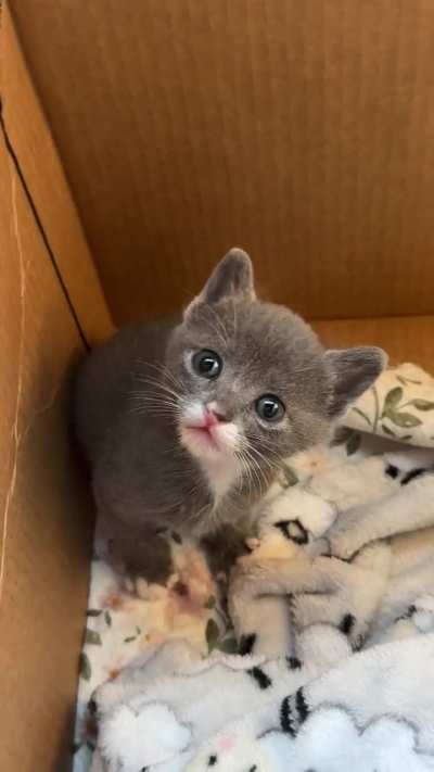 Smol teddy bear